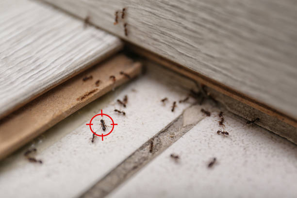 Best Residential Pest Control  in Whispering Pines, NC
