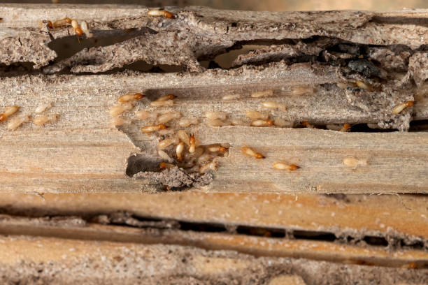 Best Mosquito Control Services  in Whispering Pines, NC
